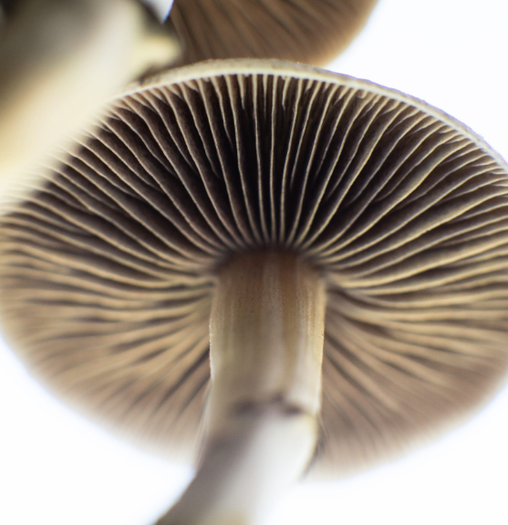 psychedelics