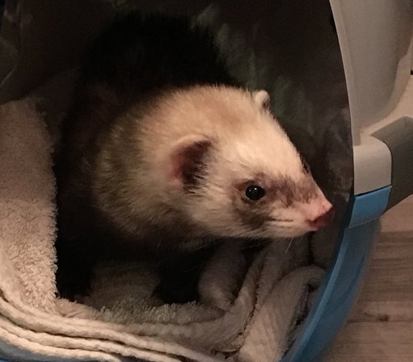 28534368_1730282413660336_1948901756_n-1