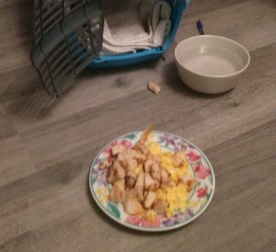 28534805_1730281906993720_400187271_n-1