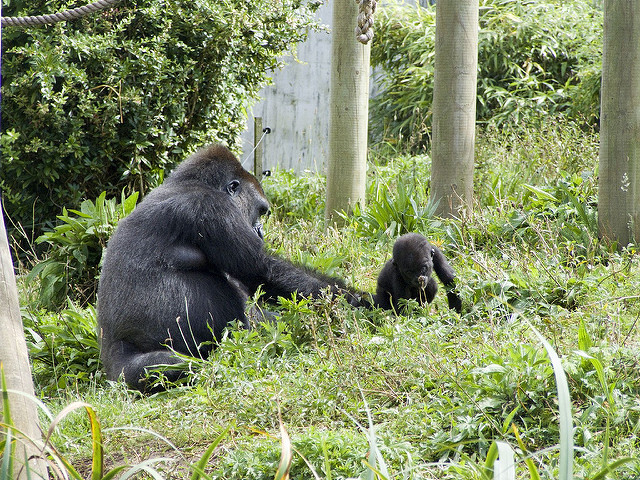 1150398446_e49d67d36e_z