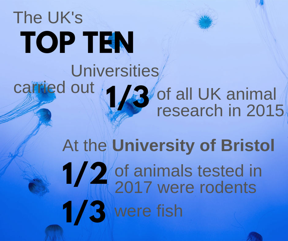 1_2-of-animals-tested-were-rodents-2