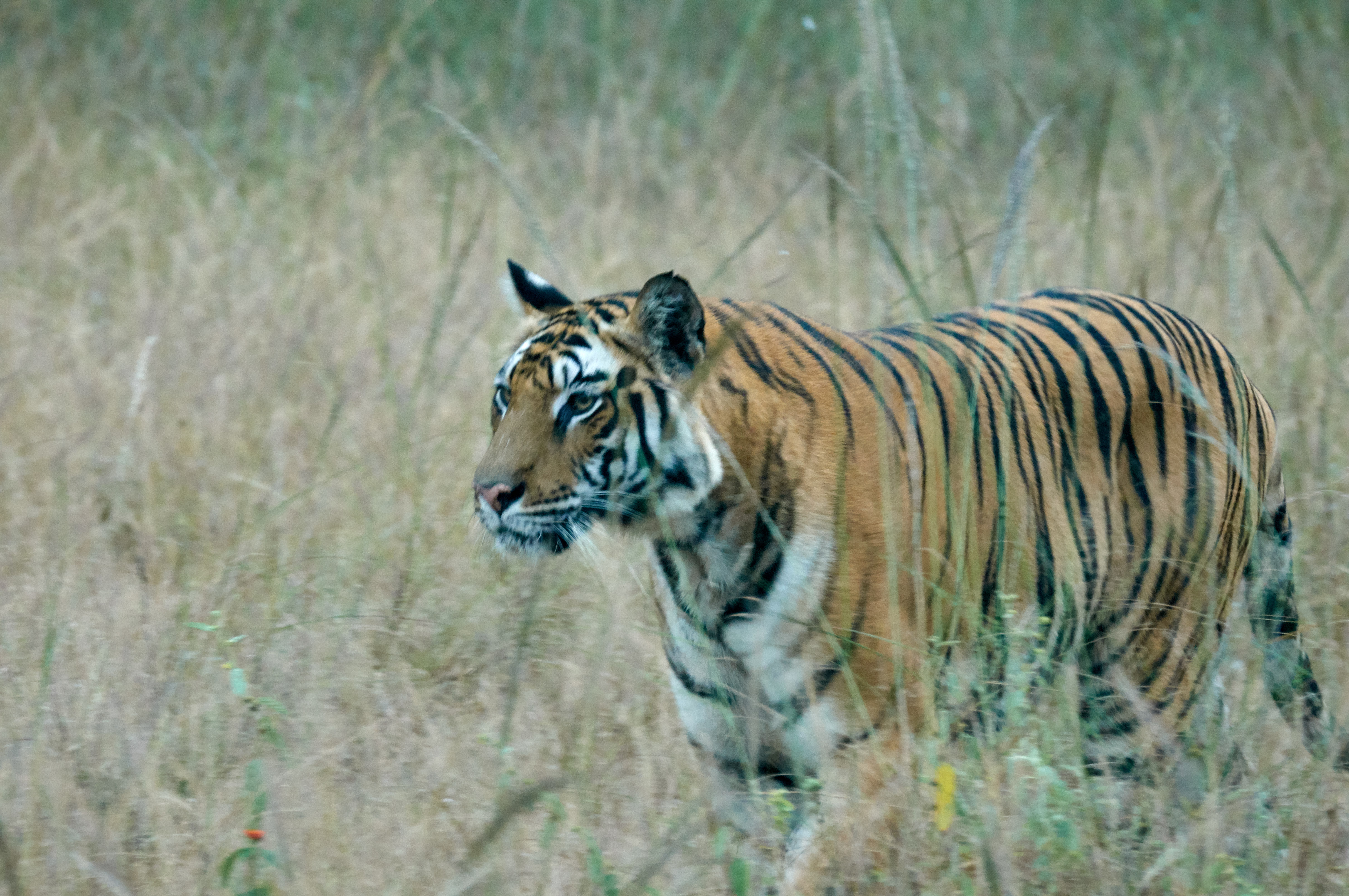 25396310578_6925e57c09_o