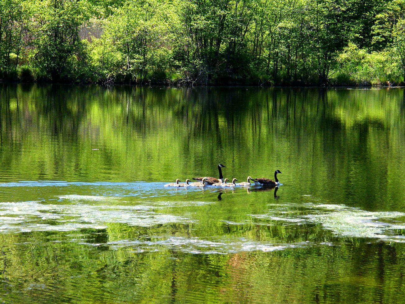 Nature documentaries as escapism from city life