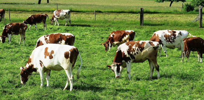 An indecent proposal to vegetarians