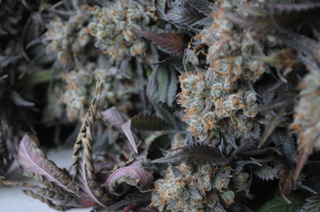 President of Bristol University's Conservative Association criticises government stance on legalising cannabis