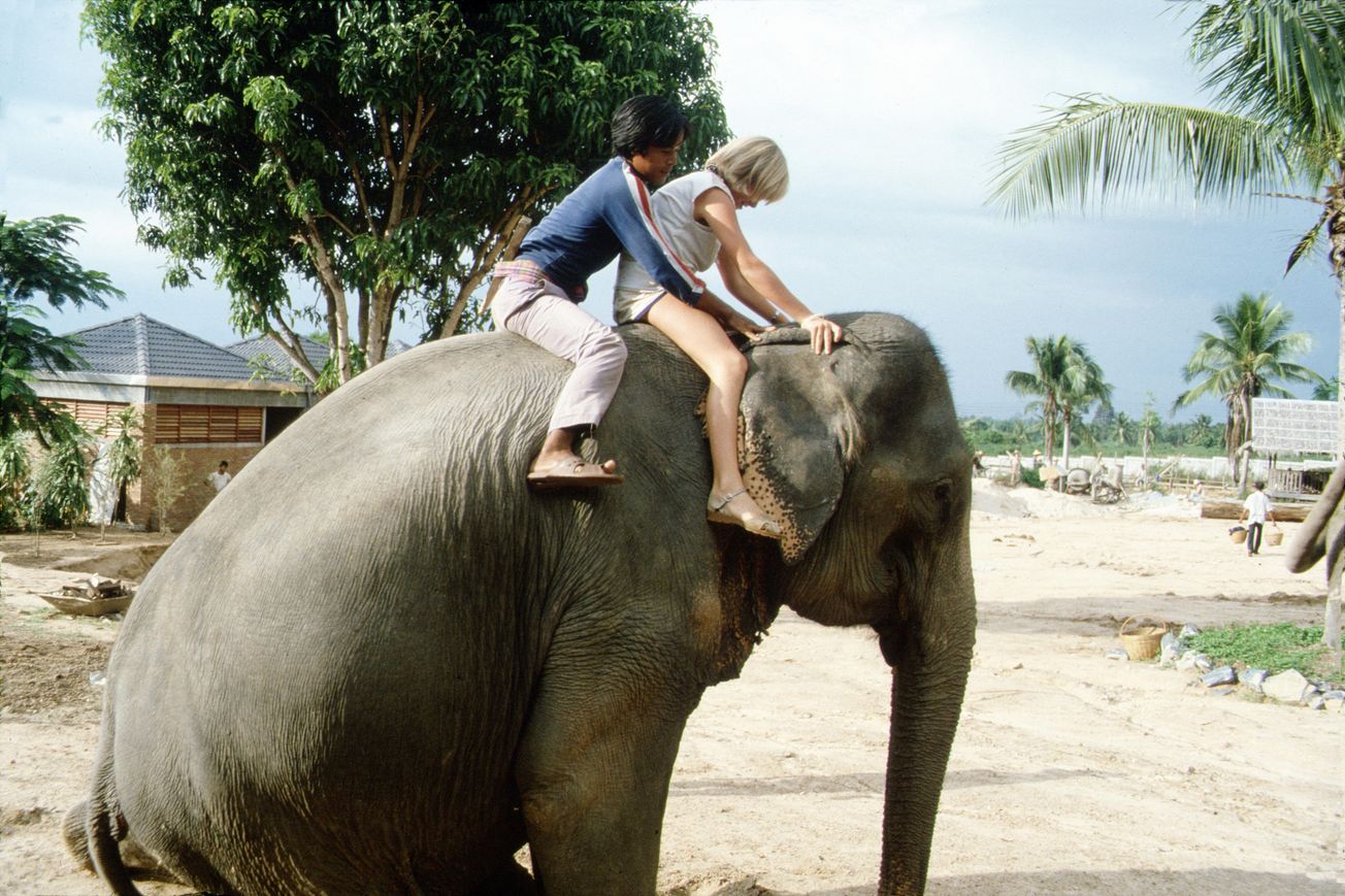 The sad truth behind elephant riding