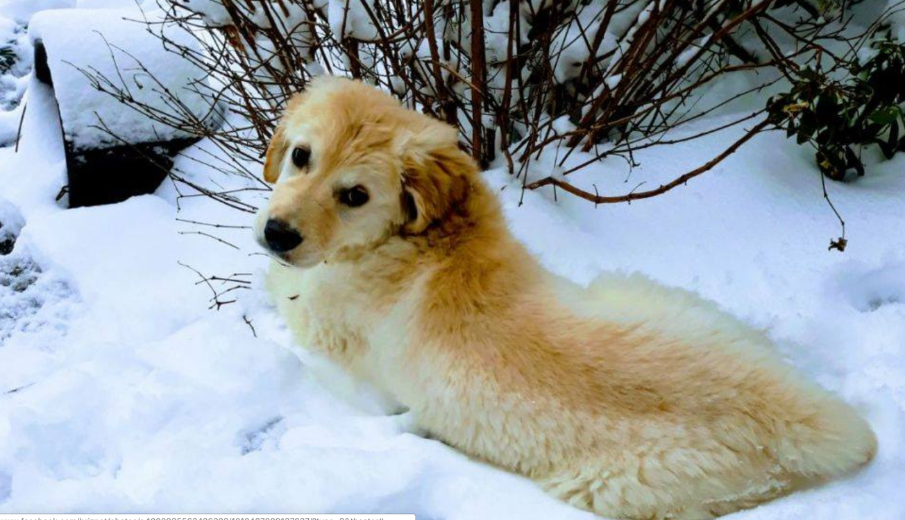 An ode to Brispets and the positive effect on mental health