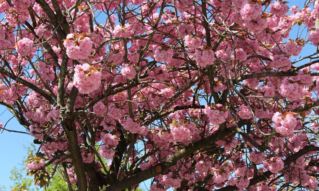 Student counselling: one year on