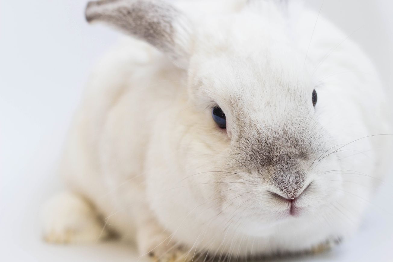 Thousands sign a petition to stop animal testing at the University of Bristol