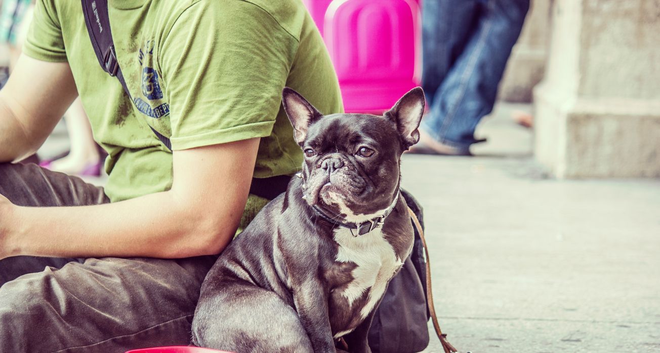 Diabetes Guard Dogs - The Lab Report