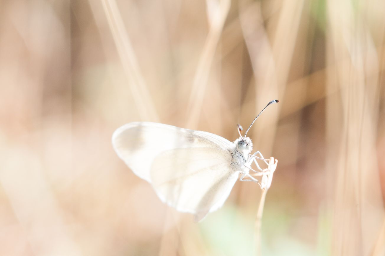 What's new in Science: have you heard the ermine moths?