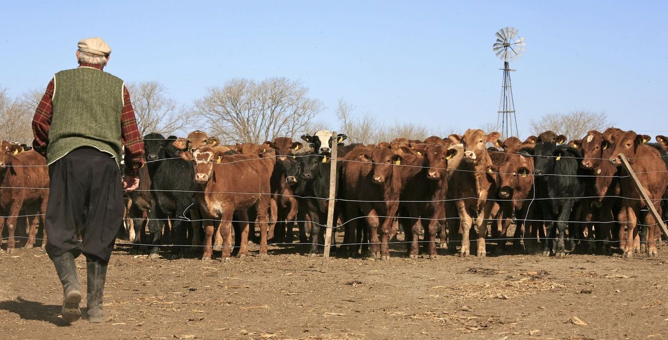 Antimicrobial resistance in farm animals: a £1.25 million problem for Bristol scientists | Antibiotics Awareness Week