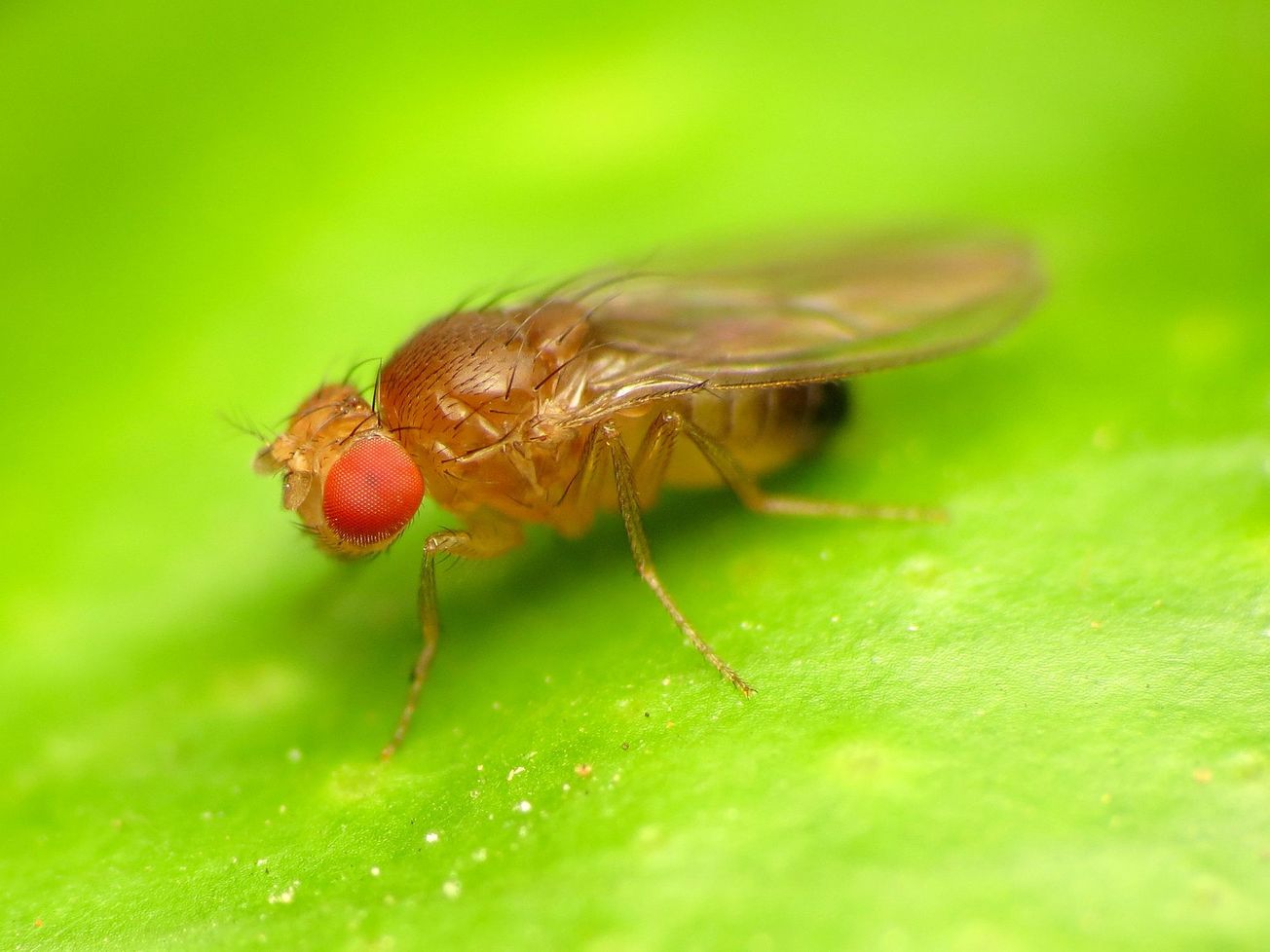 Lessons on tissue repair from fruit flies