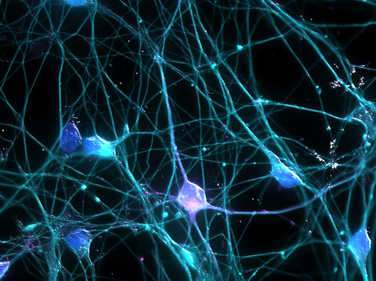 Researchers create versatile synthetic neurons for the first time