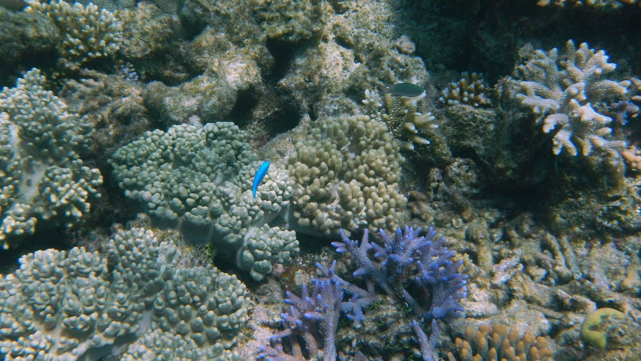 Playing healthy coral reef sounds could help restoration efforts