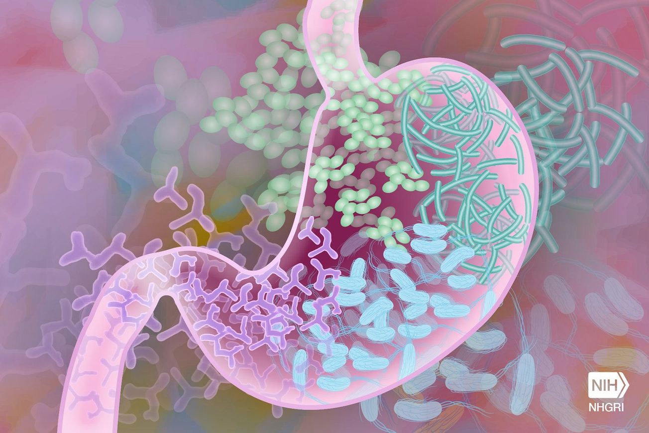 Bristol-led research uncovers links between genes and gut bacteria