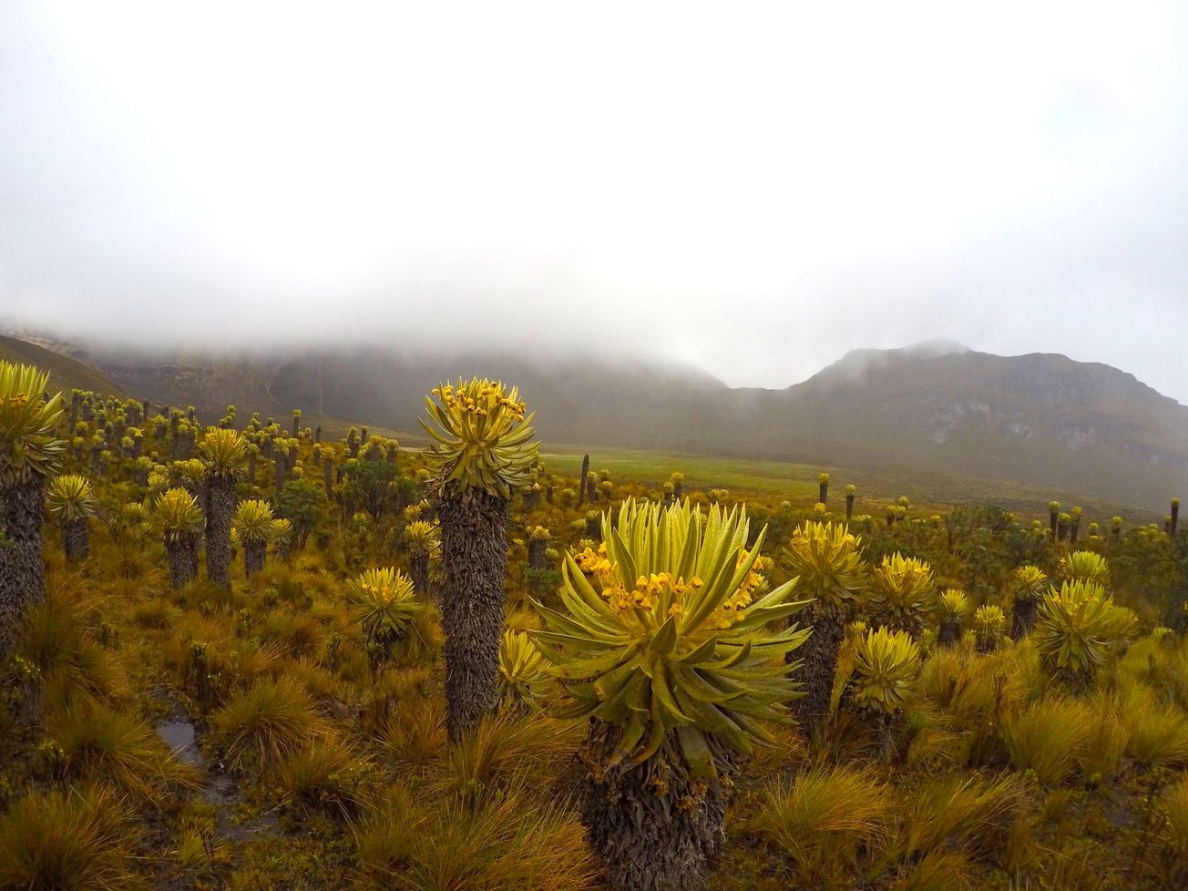 The effect of COVID-19 on ecosystems and communities inhabiting the Colombian Andes