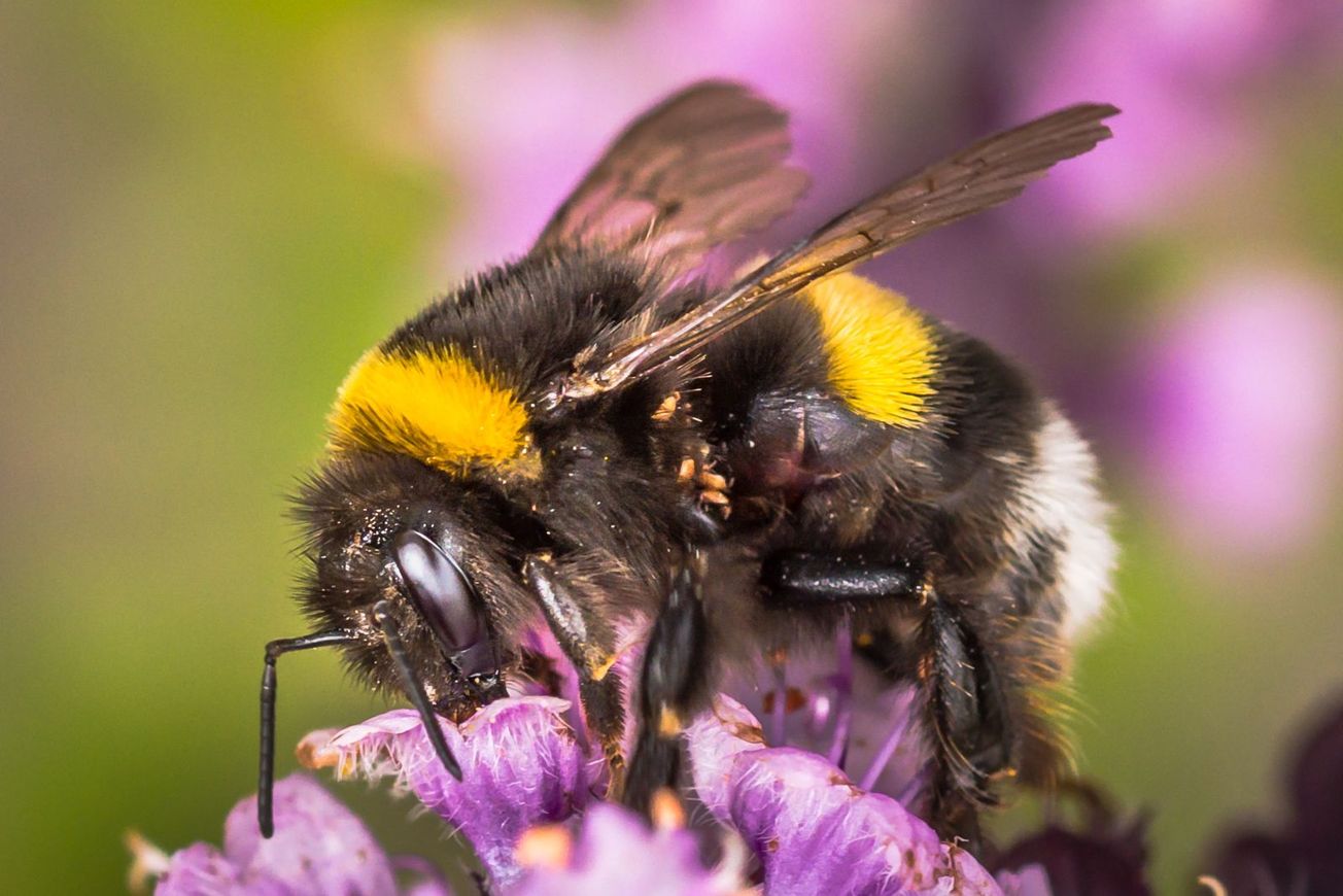 University of Bristol research investigates the effects of climate change on pollinators and human health
