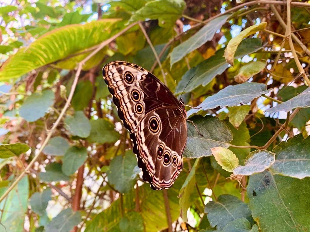 Bristol Zoo forced to make staff cuts due to COVID-19