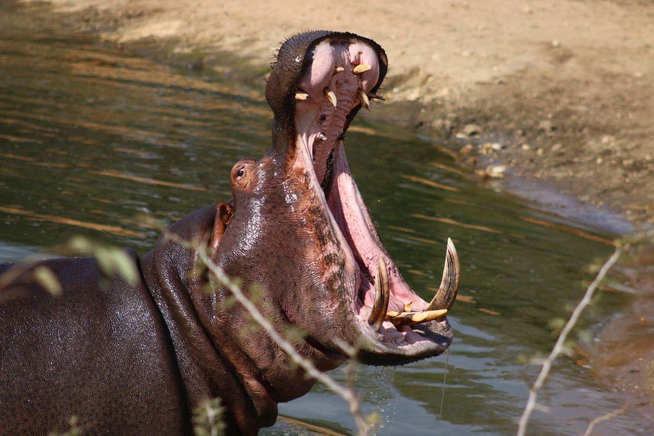 Bristol’s world-leading wildlife film festival Wildscreen goes online for the first time