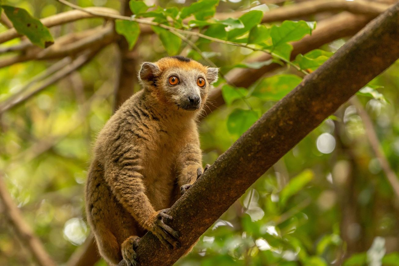 Little lemurs get the big bucks