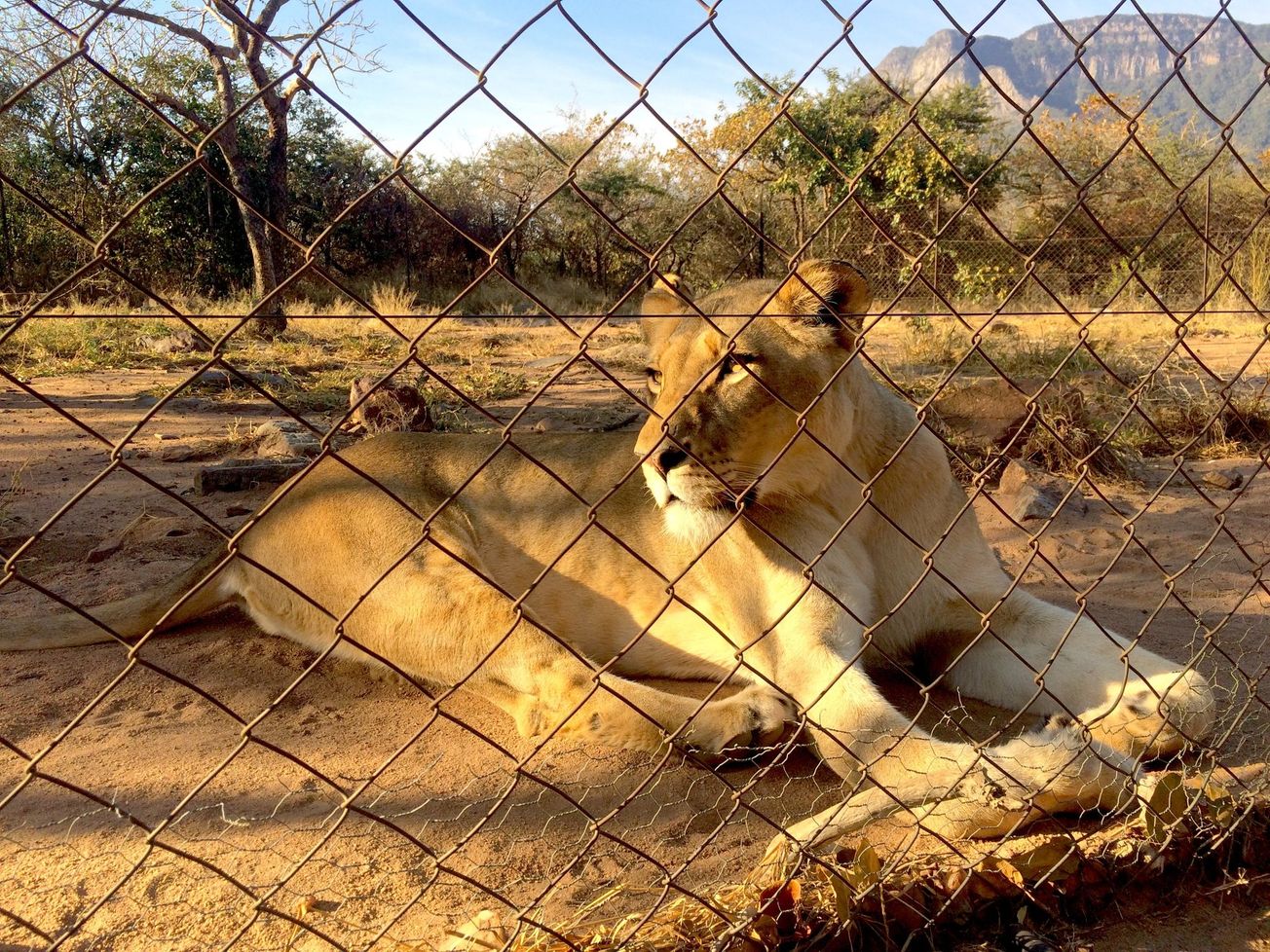 Bristol Zoo to close after a rich 185-year history