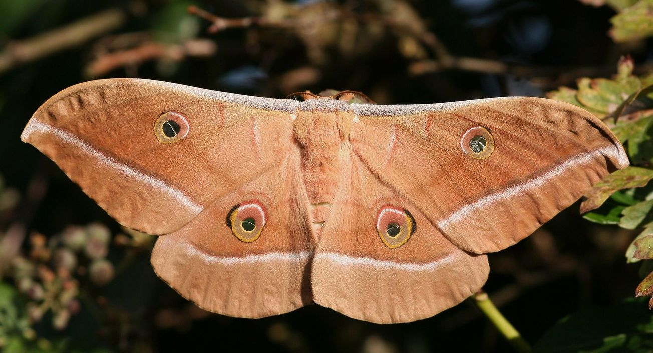 The structure of moth wings reveals the secret to how they outsmart bats