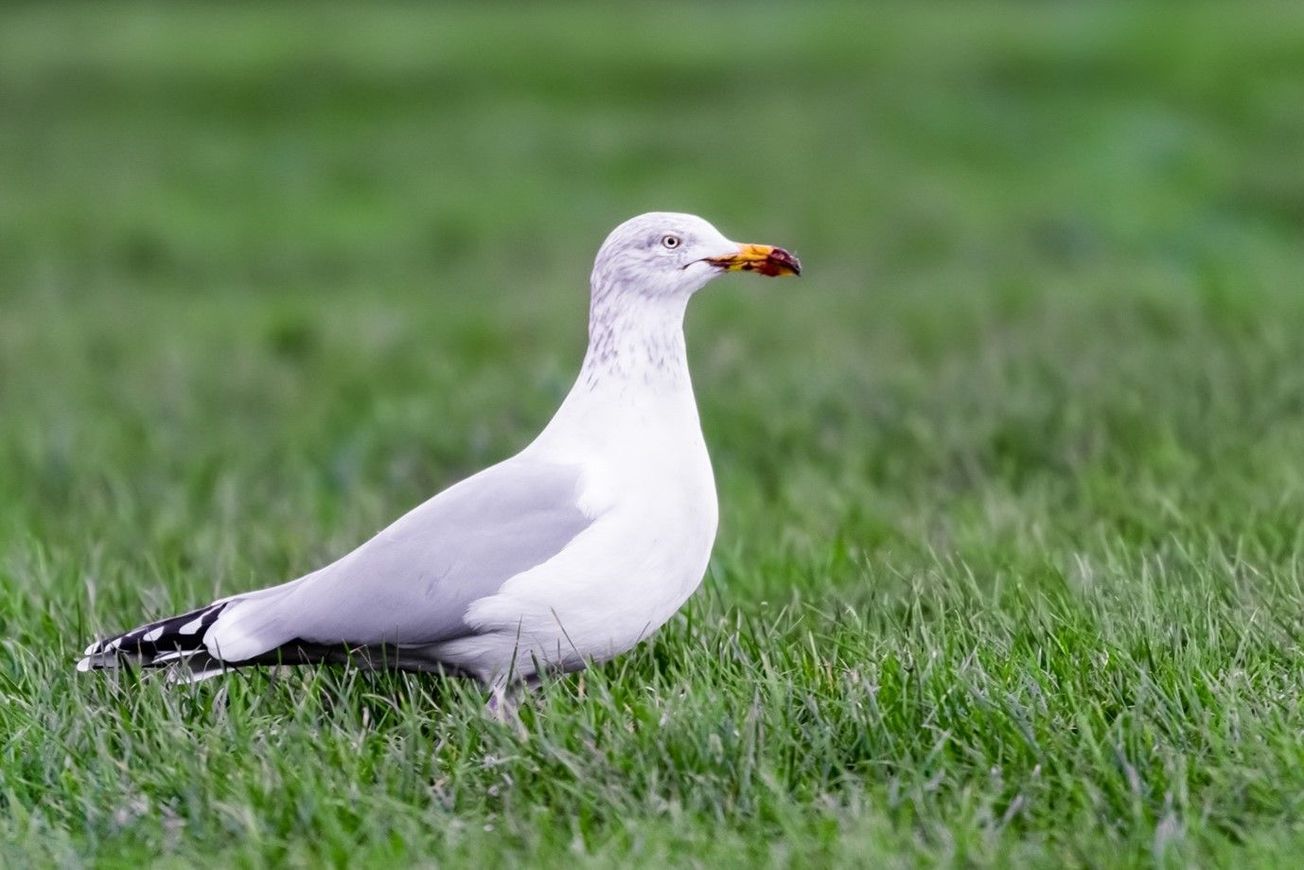 Urban gulls adapt their foraging behaviour to human activity