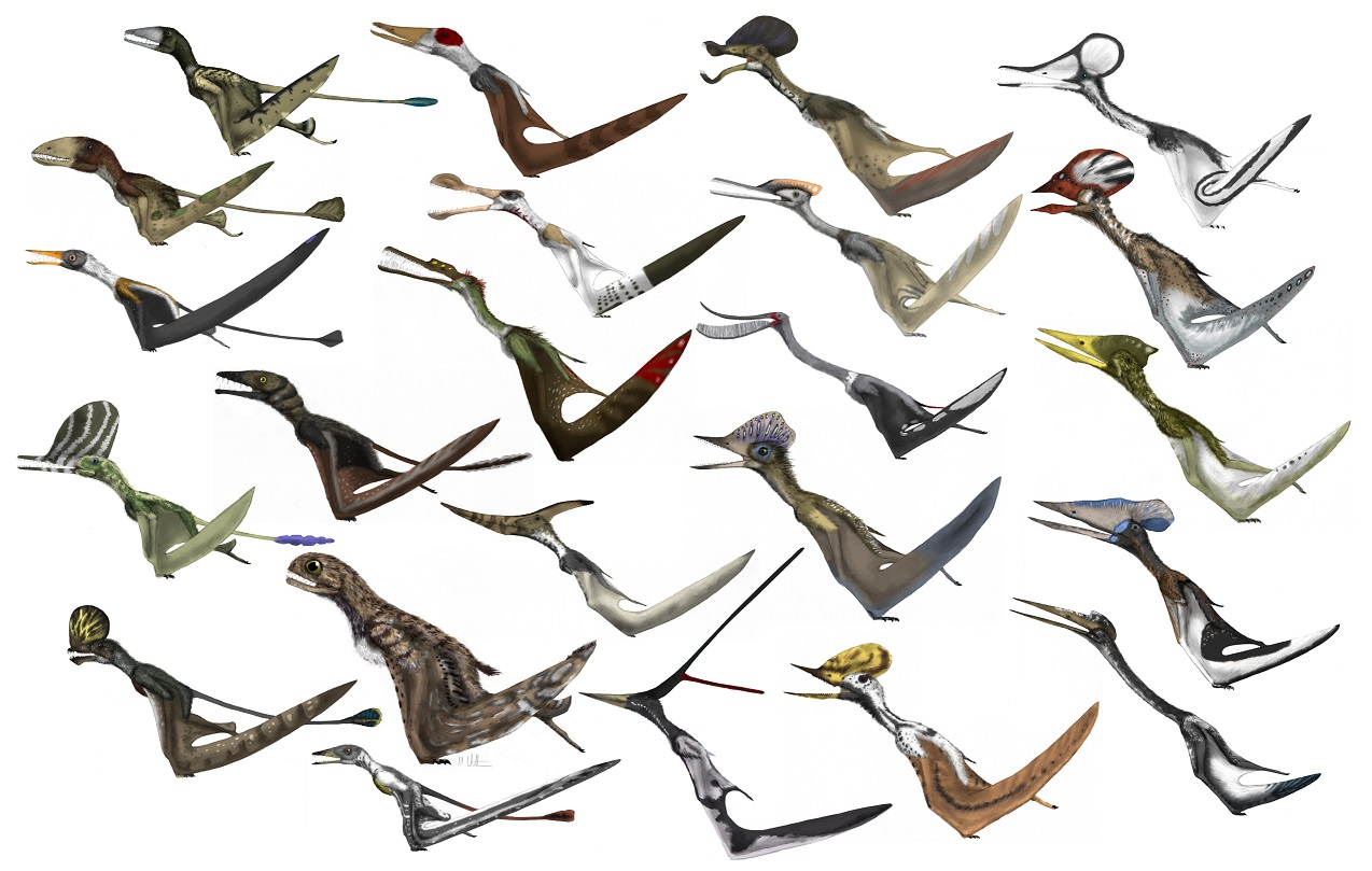 Pterosaurs: how did these giant lizards get better at flying?