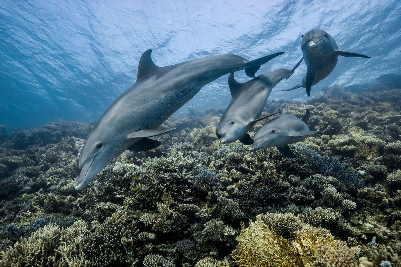 Increased noise pollution is deafening marine life