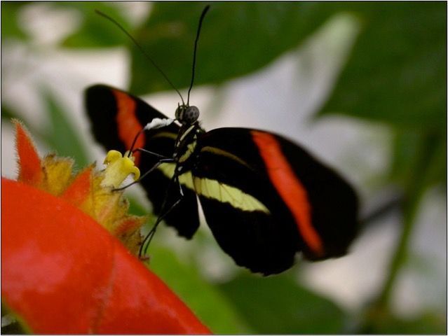 Light drives the evolution of new butterfly species