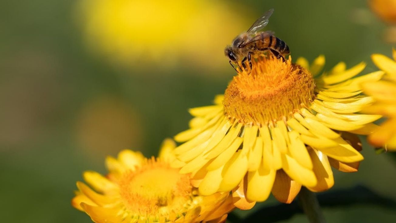 Neonics: the common pesticides wreaking havoc on the sleep of insects