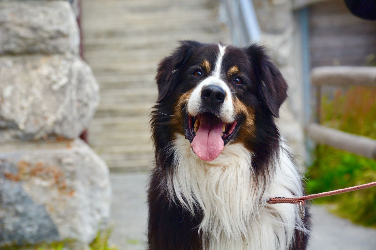 Larger breeds of canines are predicted to have a greater risk of bone cancer