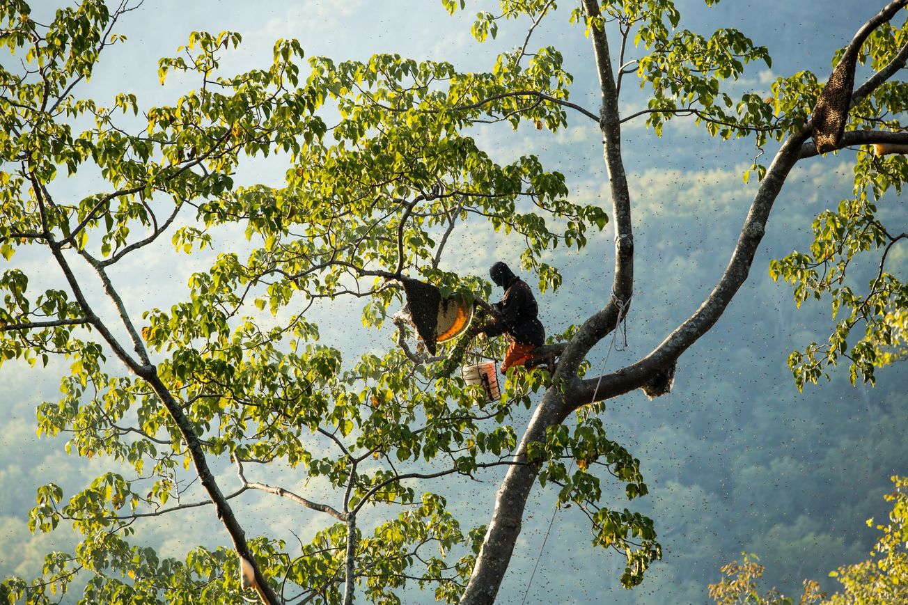 Honey: The golden resource shedding light on ancient civilisations