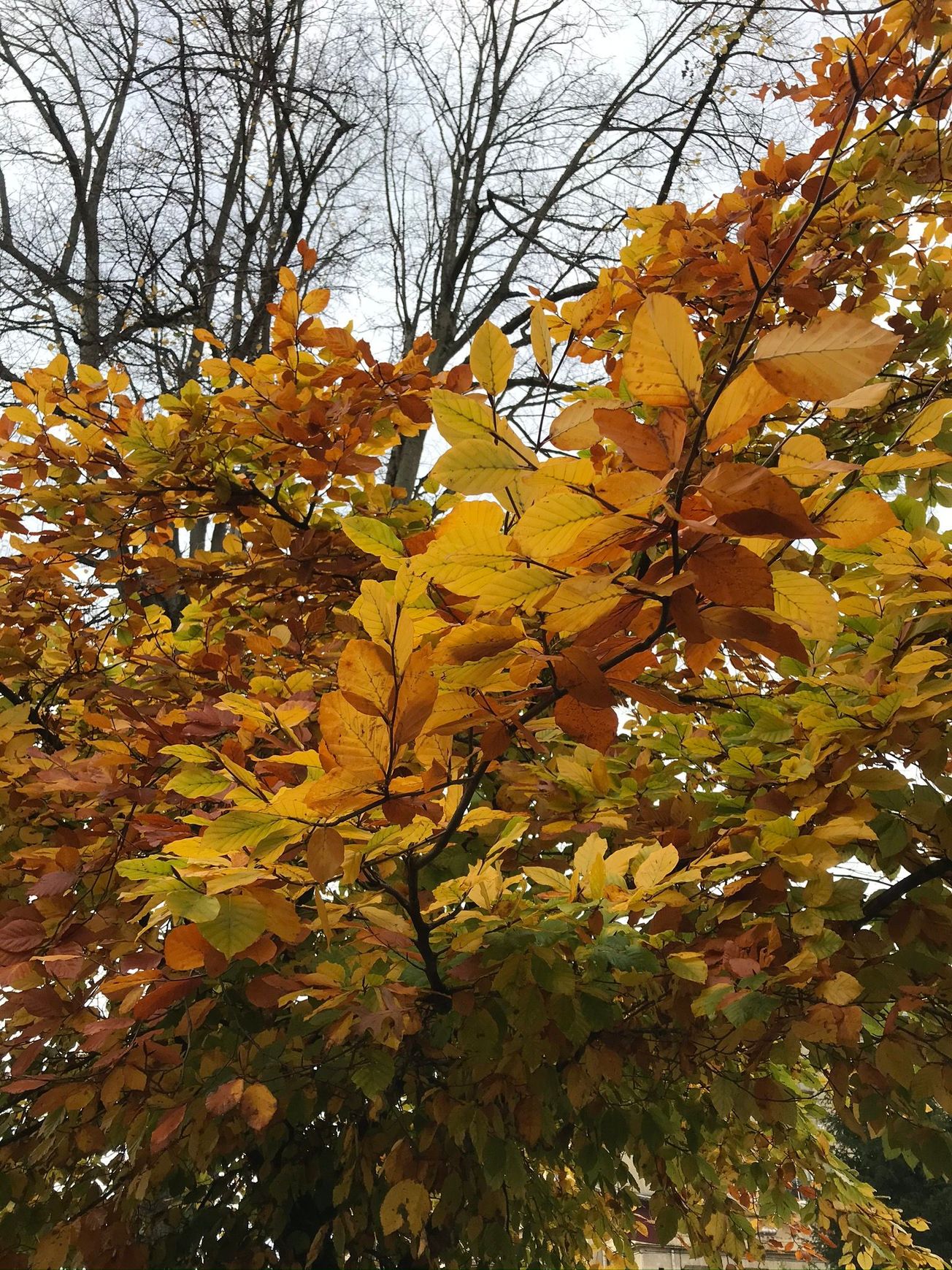 Fall traditions from around the world