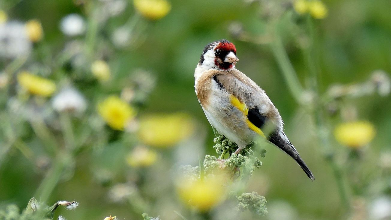 RSPB Big Garden Birdwatch: SOS from Bristol’s birds
