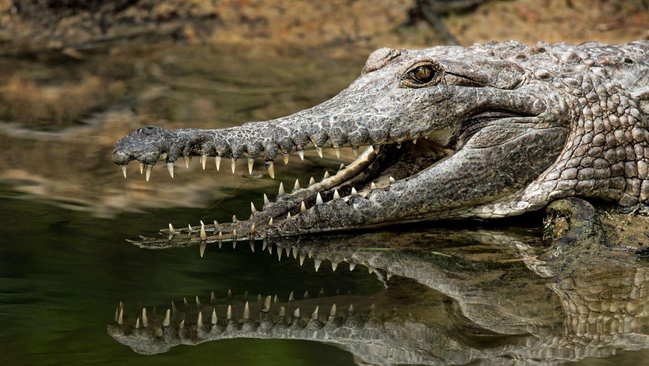 Conservative crocodiles outshone by their ancestors