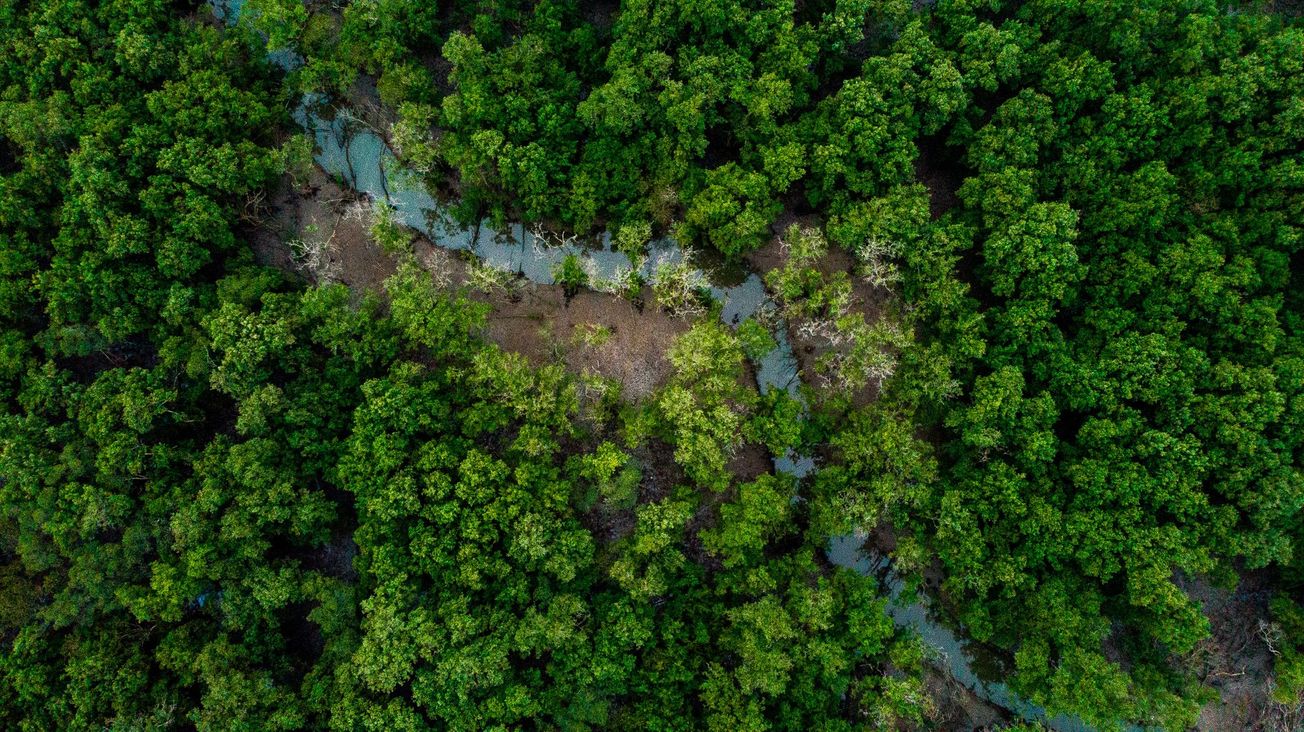 Earth’s lungs are shrinking, as humans keep interfering with the Amazon’s ability to regrow