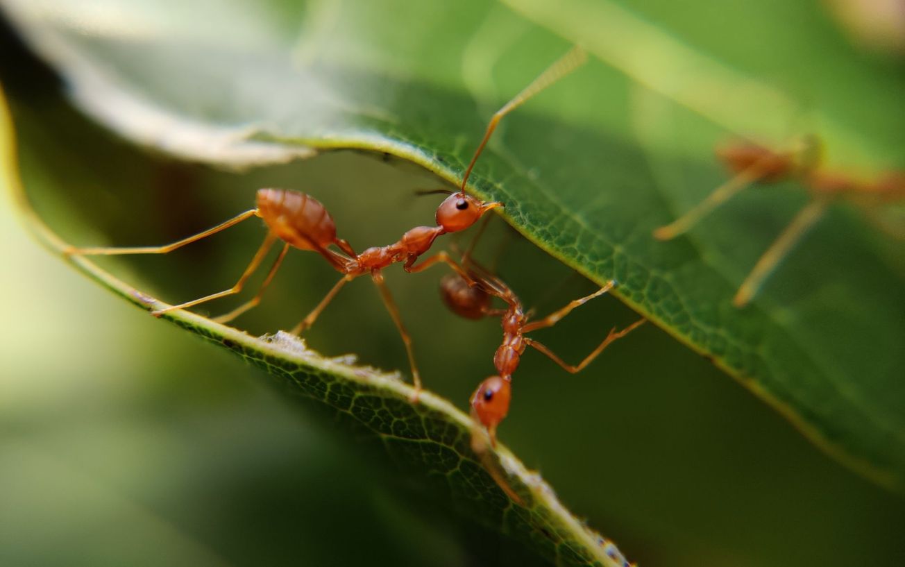 Keeping a social distANTS