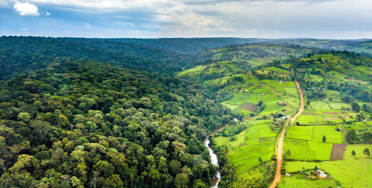 African tropical forests have greater long-term ability to act as carbon sinks than Amazonian forests