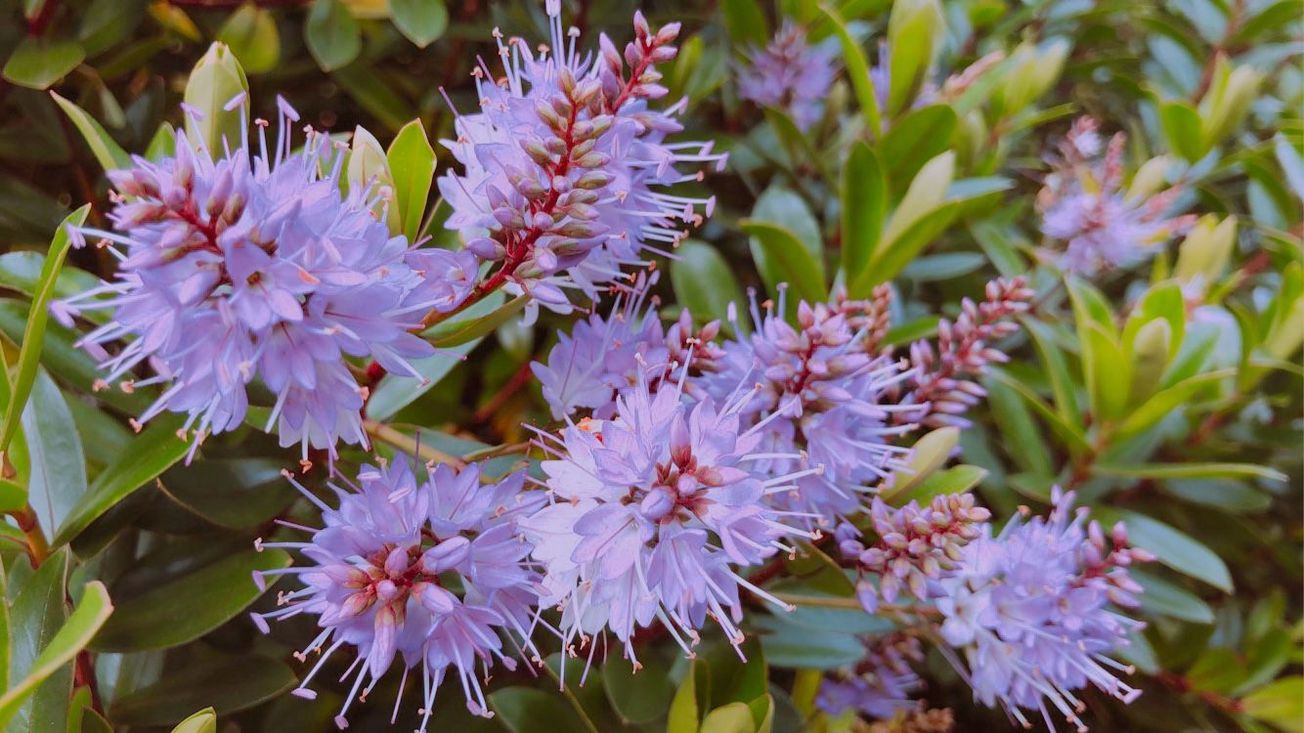 Urban gardeners are providing an oasis for insects