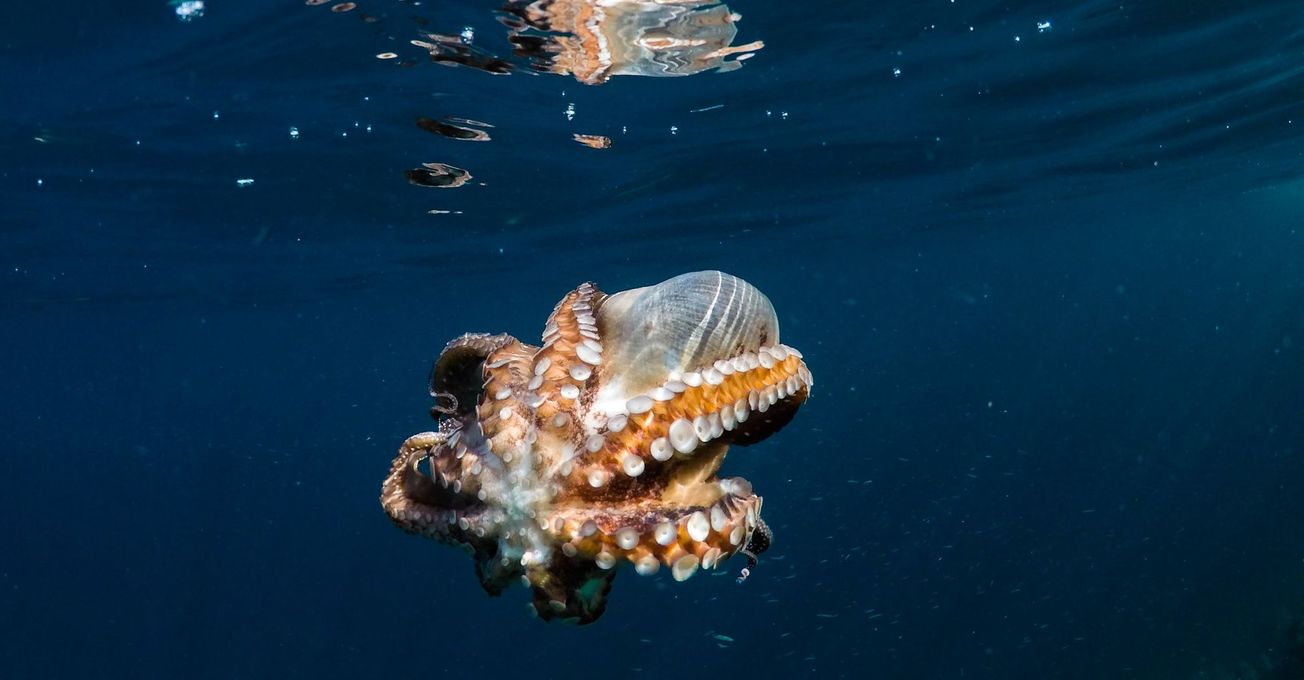 Octopus-inspired innovation helps to prevent human sight loss