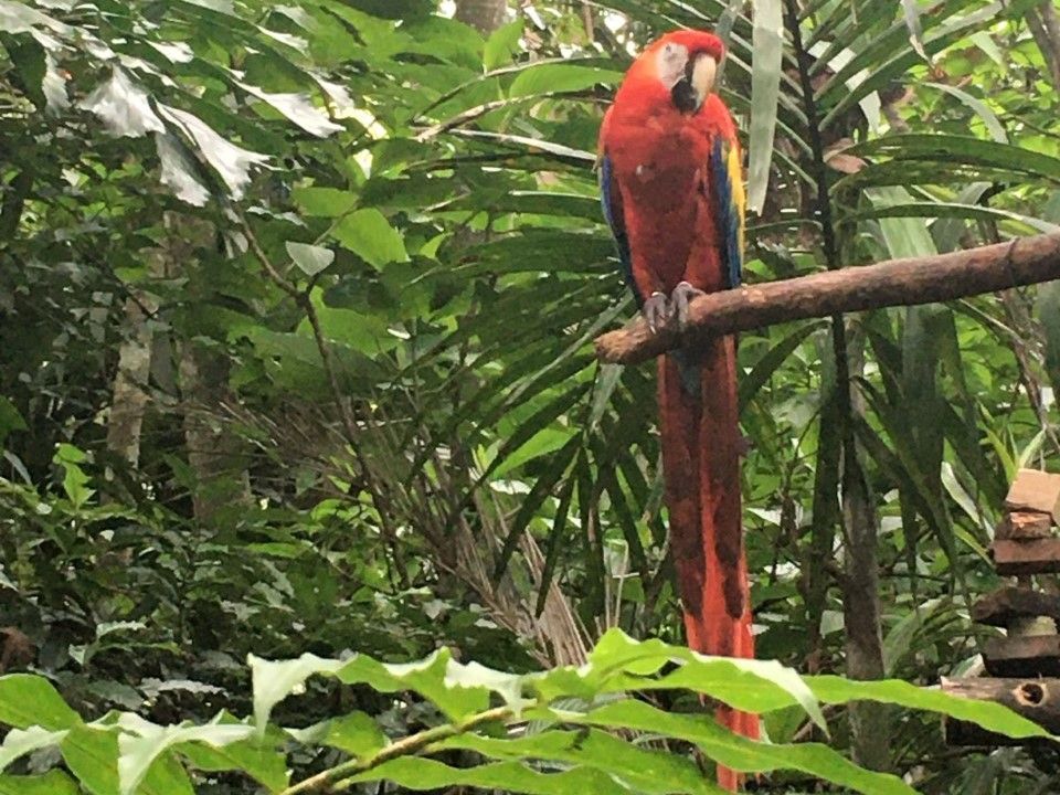 On the Ground: Costa Rica