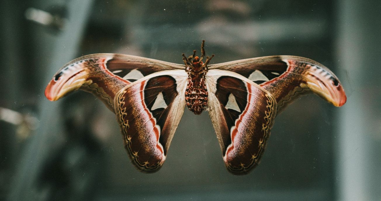 Moth wingtips confuse the echolocation of hunting bats, researchers find