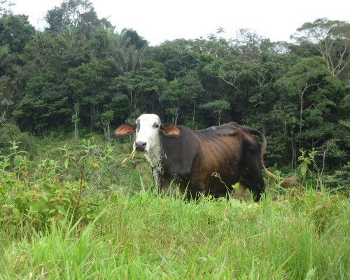 Saved by silvopasture: conquering Colombia’s climate crisis