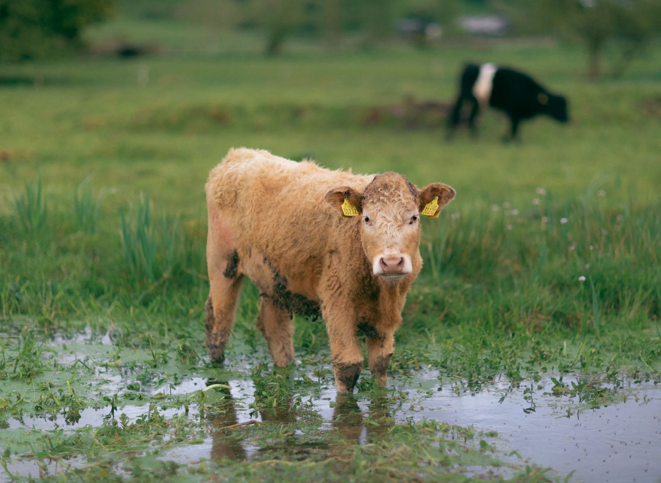 Bristol scientists begin £1.6 million river quality research project
