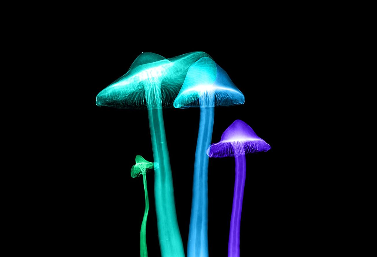 Psilocybin -the magic cure for our mental health crisis?