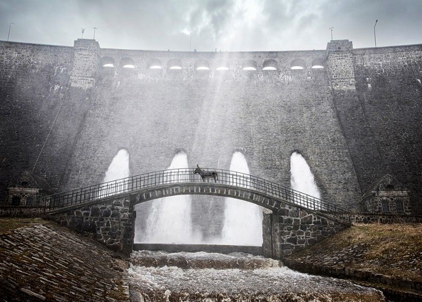 EO is a harrowing meditation on an inhospitable world and the cruelty of humanity