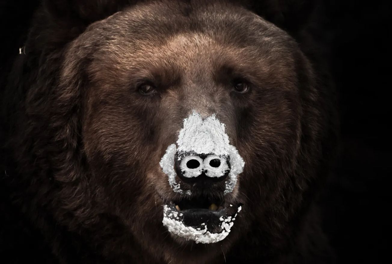 Cocaine Bear is a grizzly and campy horror that you just have to see