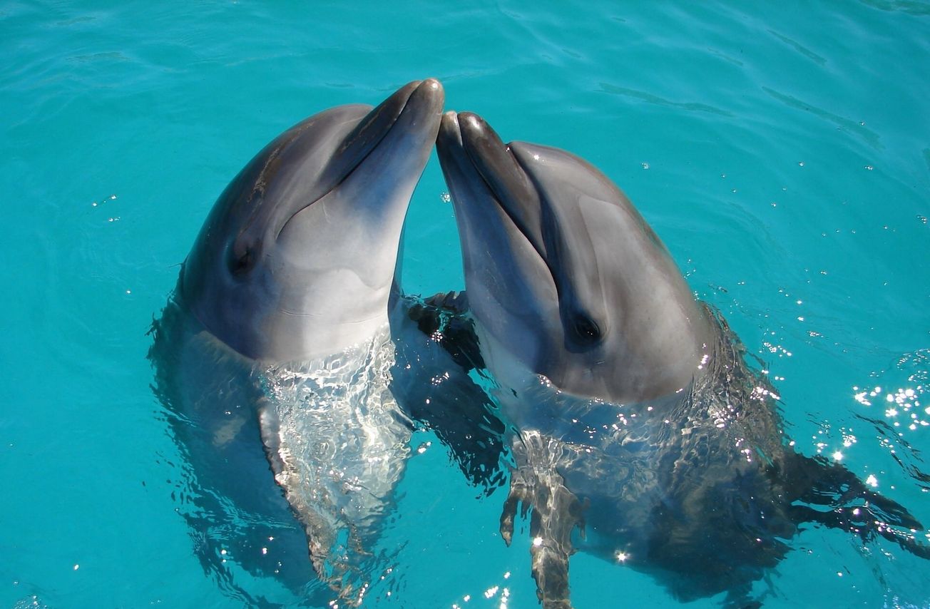 Bristol-led study reveals how noise pollution impacts dolphin cooperation